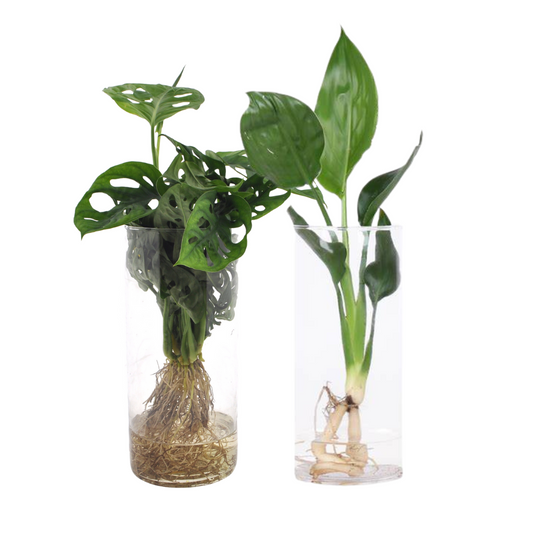 Cylinder Glas Duo Monstera & Strelitzia – 2er Set Ø12cm
