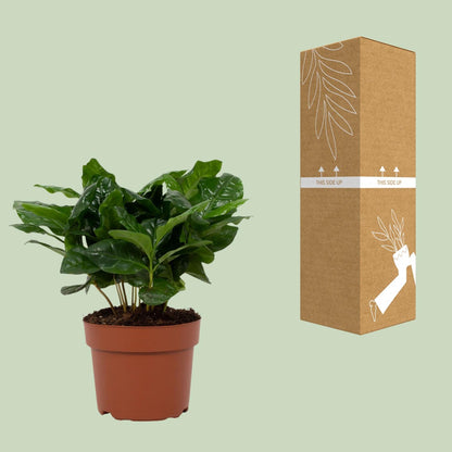 Coffea Arabica – Pflegeleichte Kaffeepflanze im 12 cm Topf