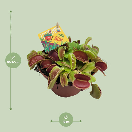 Dionaea Muscipula – Gemeine Fliegenfalle Ø12cm