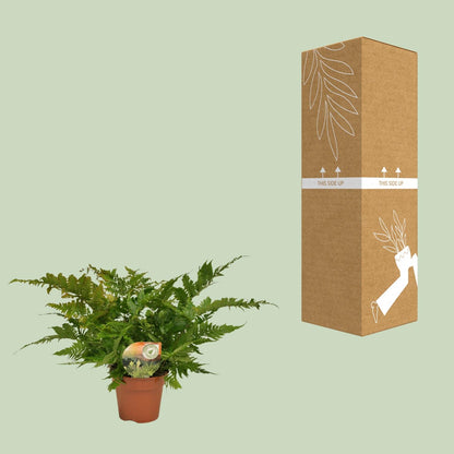 Dryopteris erythrosora – Japanischer Schildfarn Ø17cm, robust & pflegeleicht
