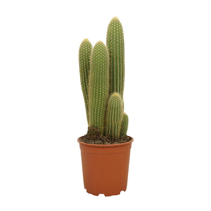 Vatricania Guentheri – Exotische, pflegeleichte Zimmerpflanze 55 cm