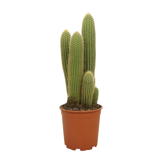 Vatricania Guentheri – Exotische, pflegeleichte Zimmerpflanze 55 cm
