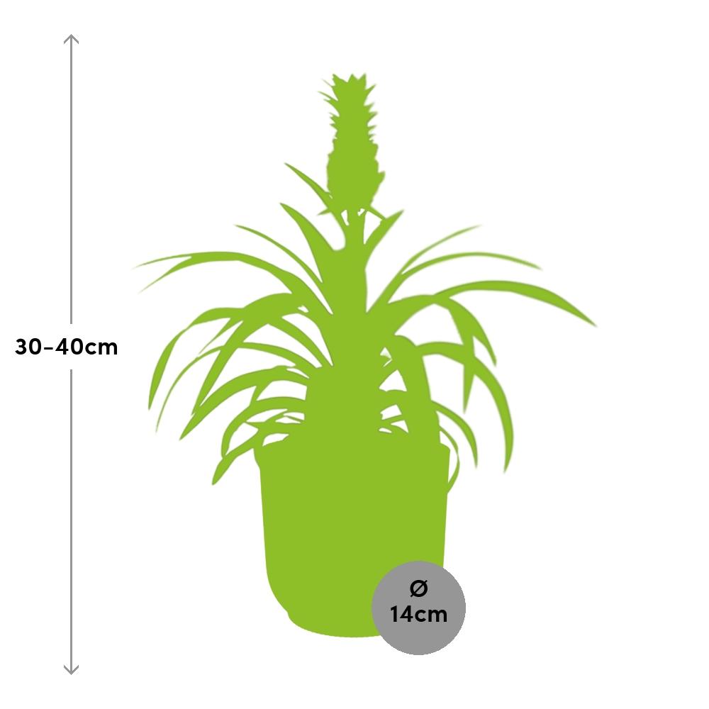 Ananas Mi Amigo Zimmerpflanze im ELHO Vibes Fold Topf 14cm Gelb