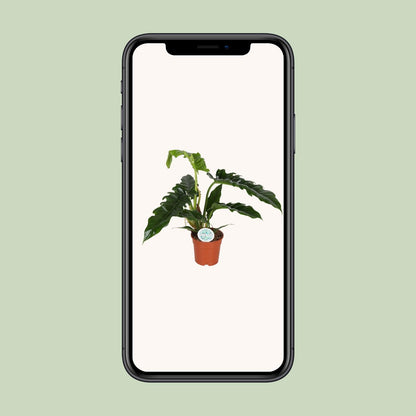 Philodendron Narrow – pflegeleichte Zimmerpflanze Ø17cm