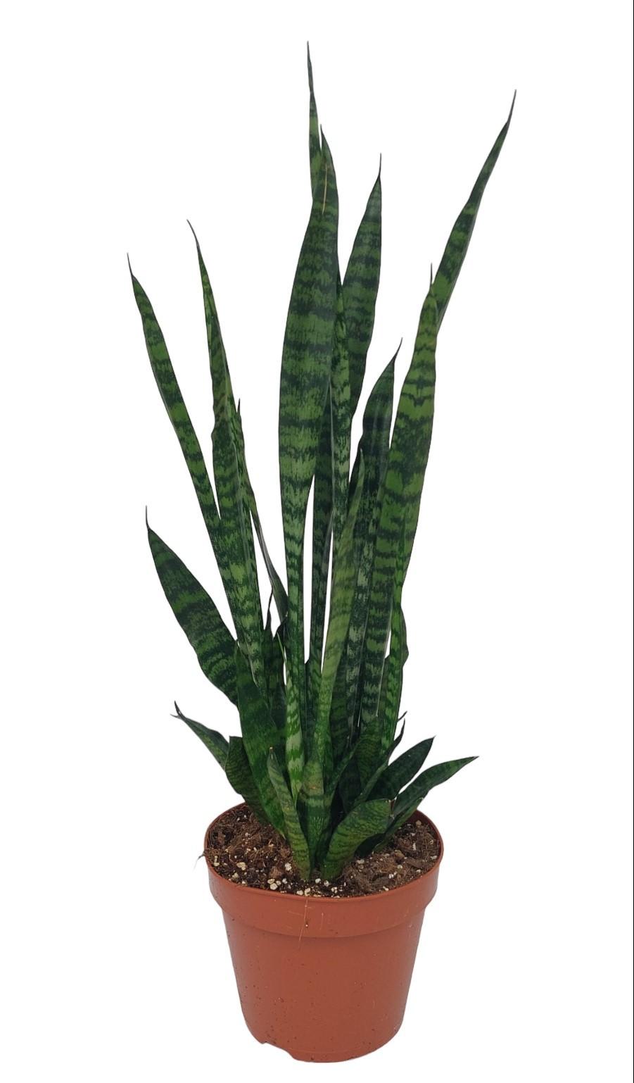 Sansevieria Zeylanica – Pflegeleichte luftreinigende Zimmerpflanze Ø17cm