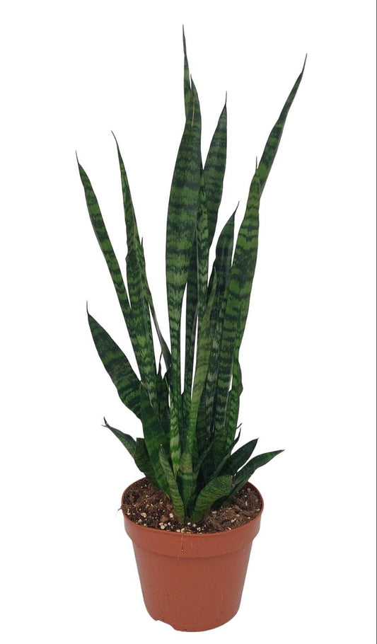 Sansevieria Zeylanica – Pflegeleichte luftreinigende Zimmerpflanze Ø17cm