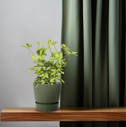 Schefflera Charlotte – Pflegeleichter Umbrella-Baum Ø13cm