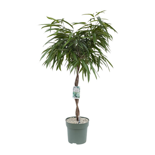 Ficus Mahori Ø27cm – Pflegeleichte luftreinigende Zimmerpflanze