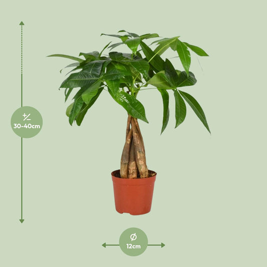 Glückskastanie Pachira Aquatica – Pflegeleicht & Dekorativ Ø12cm