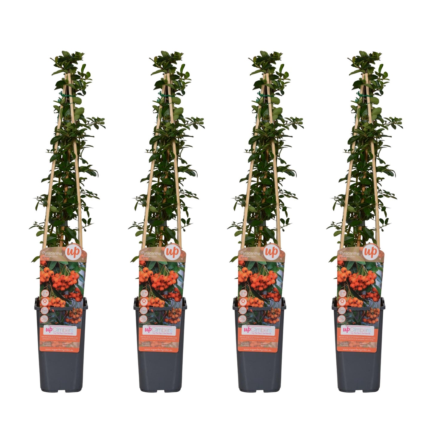 4er-Set Pyracantha 'Orange Glow' – Leuchtende Feuerdorne