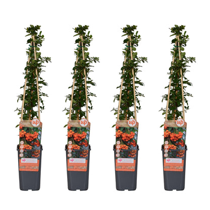 4er-Set Pyracantha 'Orange Glow' – Leuchtende Feuerdorne