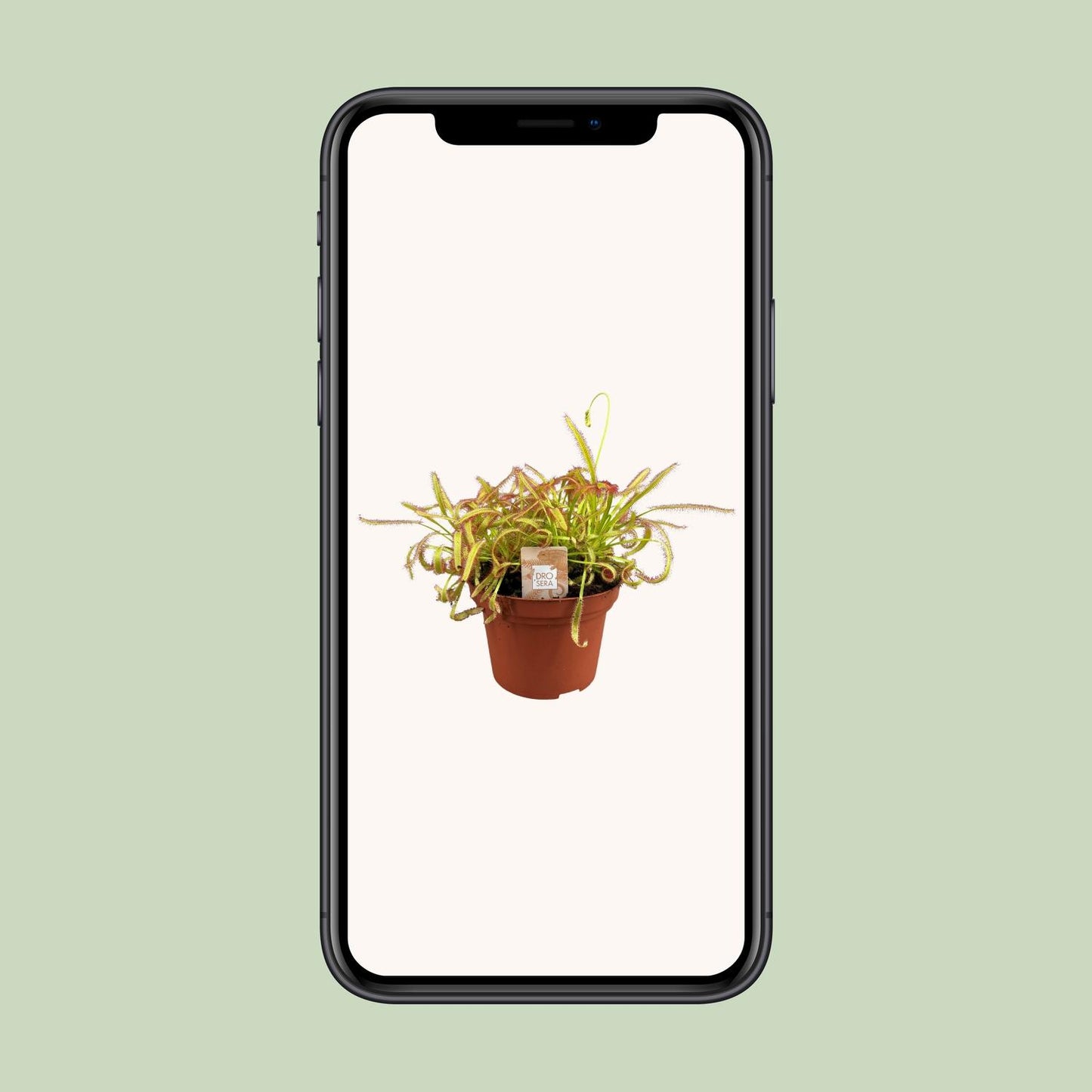 Drosera Capensis – pflegeleichte Sonnentau-Pflanze Ø12cm