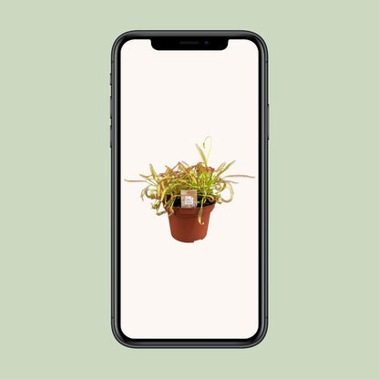 Drosera Capensis – pflegeleichte Sonnentau-Pflanze Ø12cm