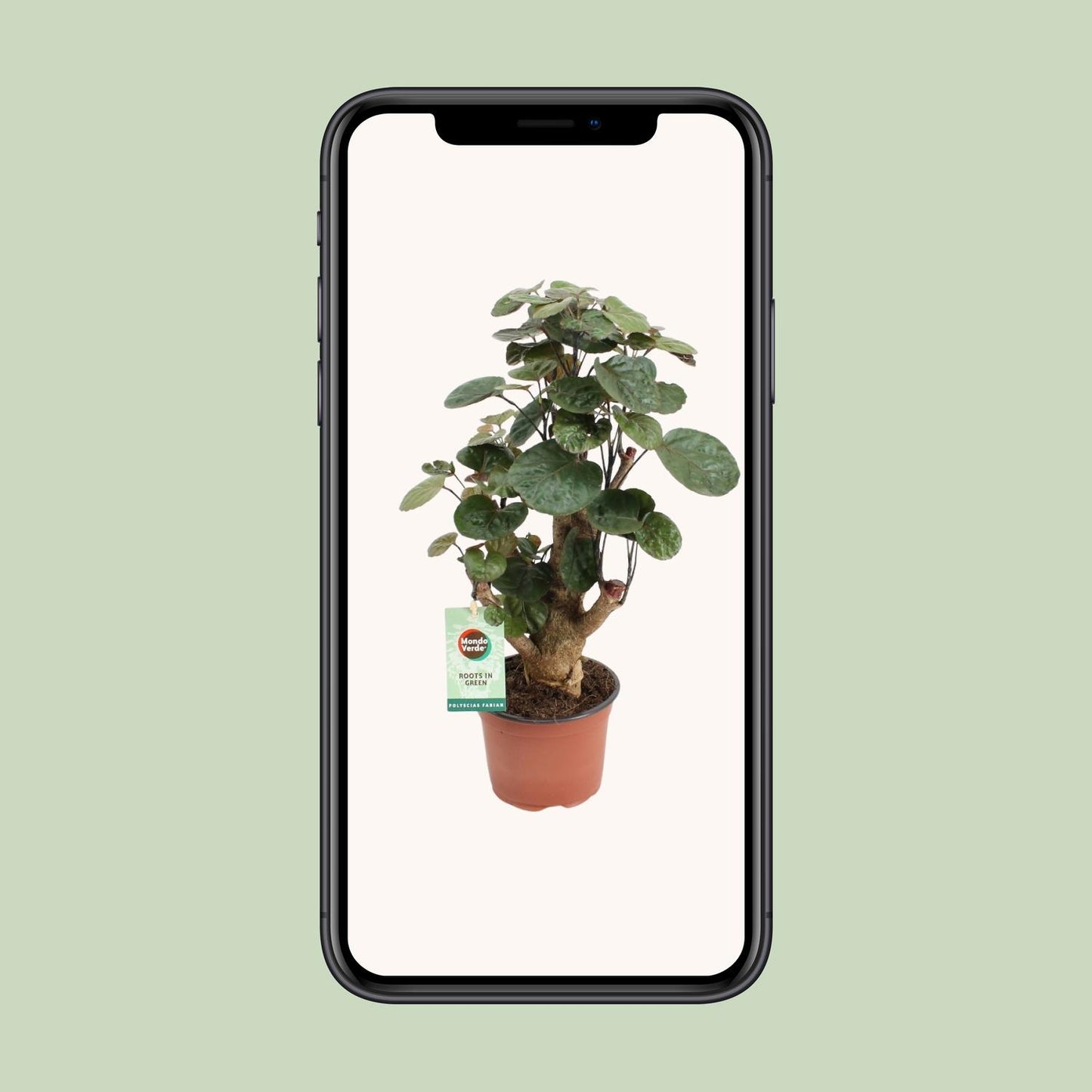 Polyscias Fabian – Pflegeleichte Zimmerpflanze Ø12cm, Höhe 40cm