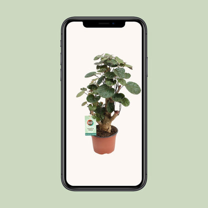 Polyscias Fabian – Pflegeleichte Zimmerpflanze Ø12cm, Höhe 40cm