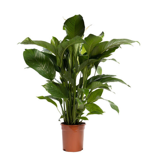 Einblatt 'Sweet Lauretta' – 90 cm pflegeleichte Zimmerpflanze