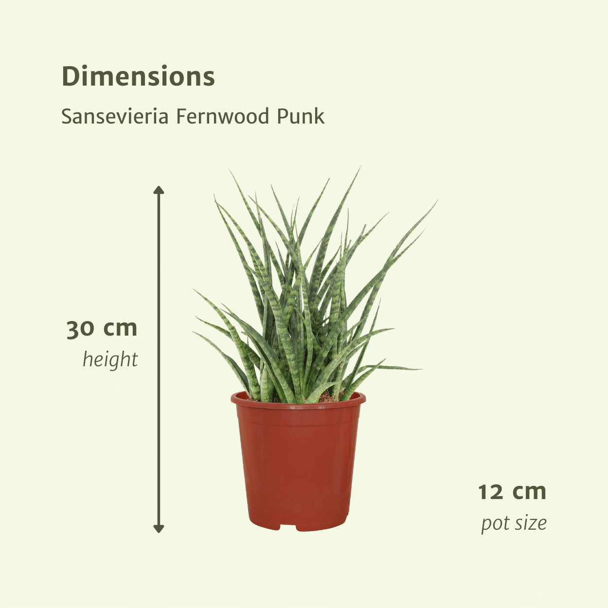 Frauenzunge 'Fernwood Punk' 2er Set – Pflegeleichte Zimmerpflanzen Ø12cm