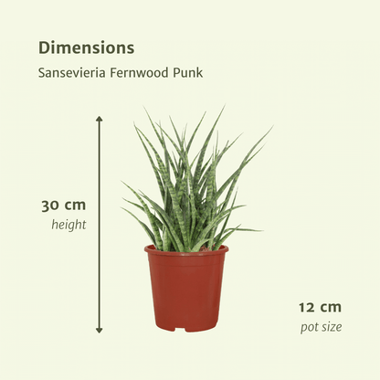 Frauenzunge 'Fernwood Punk' 2er Set – Pflegeleichte Zimmerpflanzen Ø12cm