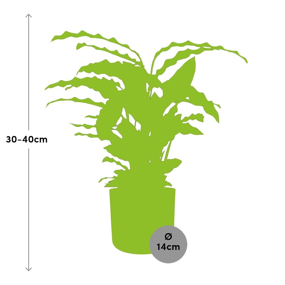 Calathea Rufibarba ‘Tropistar’ in ELHO b.for soft rond 14cm brique