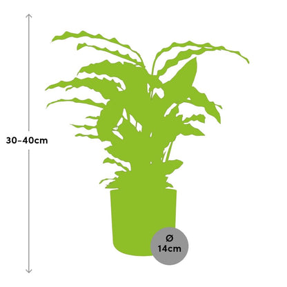 Calathea Rufibarba ‘Tropistar’ in ELHO b.for soft rond 14cm brique