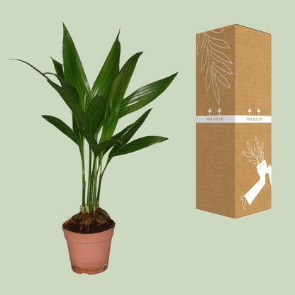 Areca Catechu – Tropische, pflegeleichte Zimmerpflanze Ø12cm