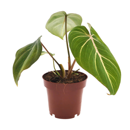 Philodendron Selloum Atom – Pflegeleichte Zimmerpflanze Ø12cm
