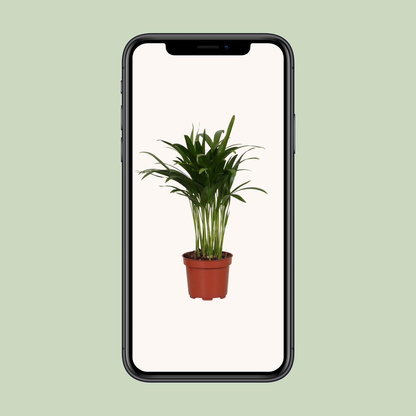 Areca Catechu – Tropische, pflegeleichte Zimmerpflanze Ø12cm