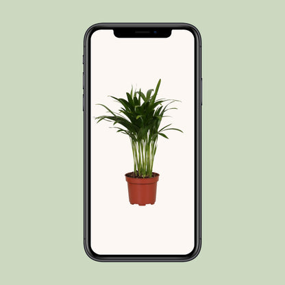 Areca Catechu – Tropische, pflegeleichte Zimmerpflanze Ø12cm