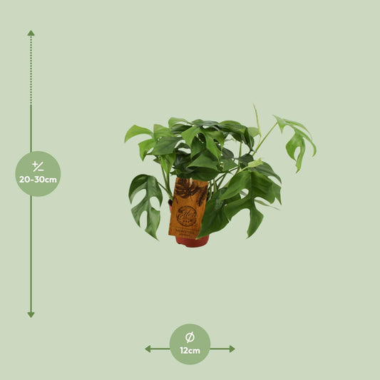 Monstera Minima – Kompakte pflegeleichte Zimmerpflanze Ø12cm