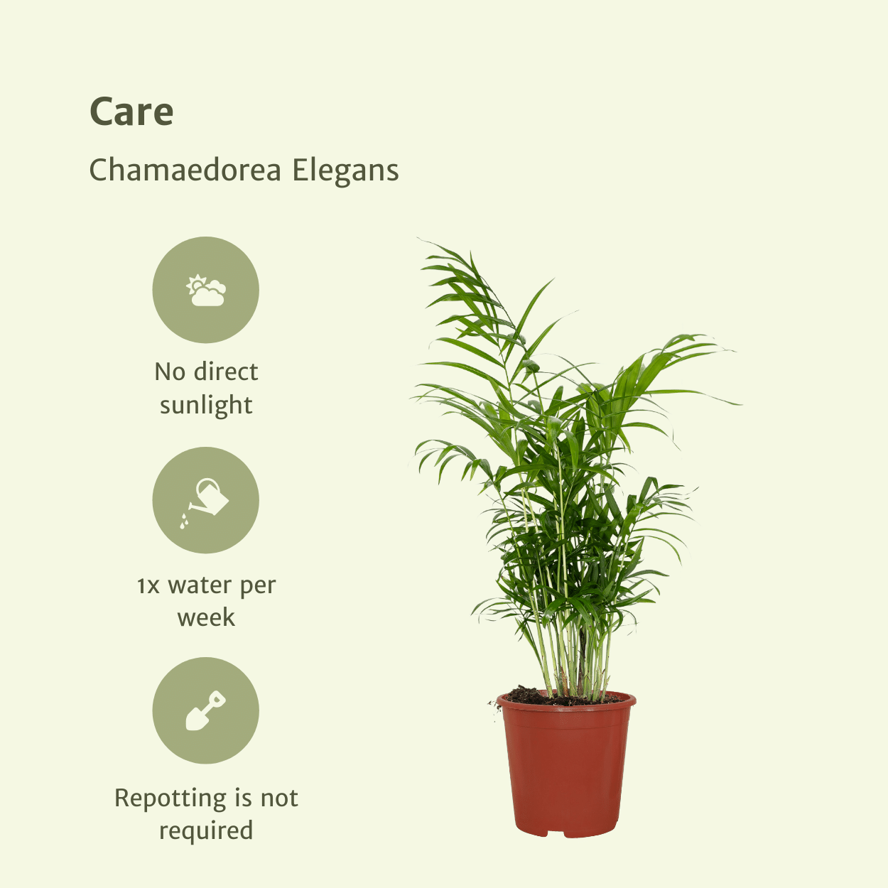 Chamaedorea Elegans – Mexikanische Bergpalme 2er-Set Ø17cm