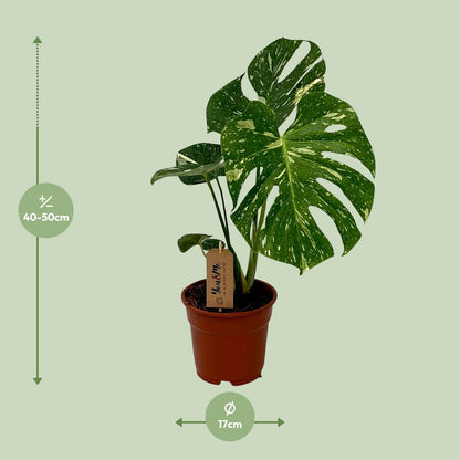 Monstera Deliciosa – Pflegeleichte Trendpflanze Ø17cm