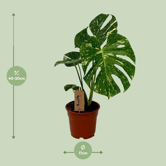 Monstera Deliciosa – Pflegeleichte Trendpflanze Ø17cm