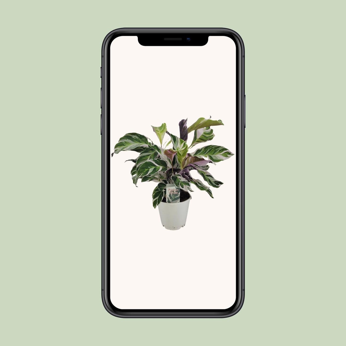 Korbmarante White Fusion – Exotische, pflegeleichte Zimmerpflanze Ø14cm