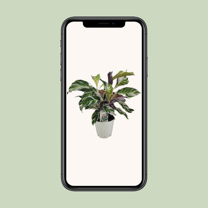 Korbmarante White Fusion – Exotische, pflegeleichte Zimmerpflanze Ø14cm