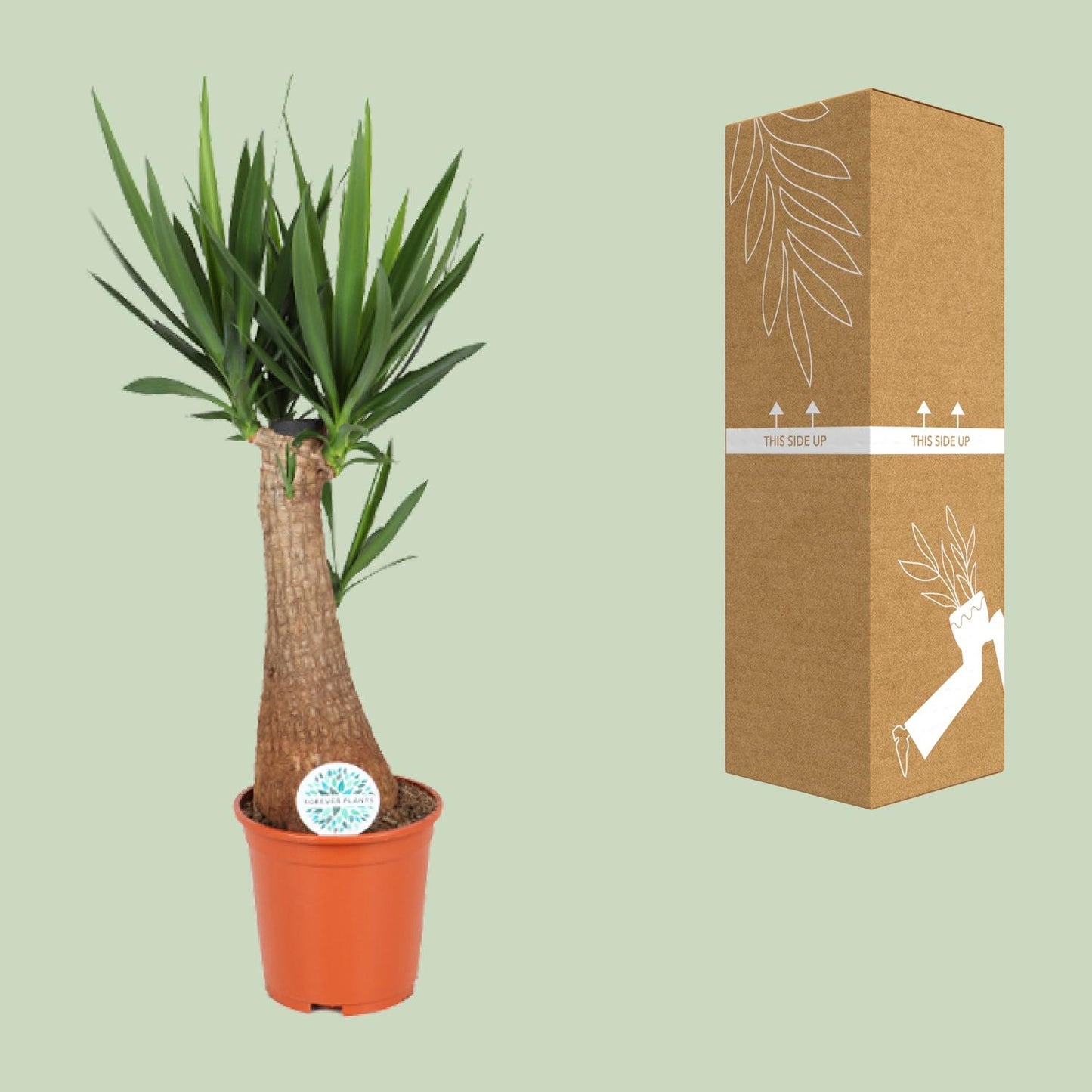 Yucca INCA – Exotische, pflegeleichte Zimmerpflanze Ø24cm