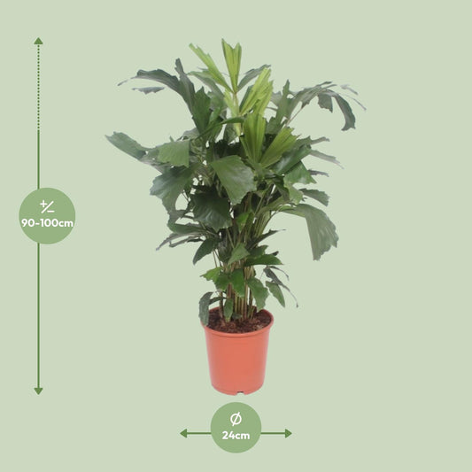 Caryota Mitis – Tropische Fishtail-Palme Ø24cm, ca. 110cm