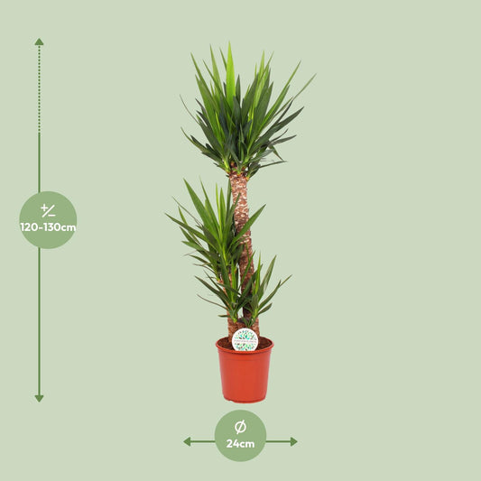 Yucca Elephantipes – Pflegeleichte und luftreinigende Zimmerpflanze