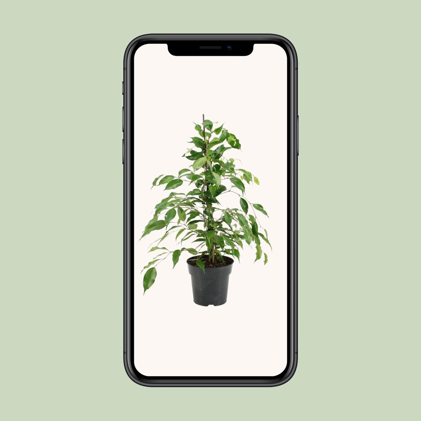 Ficus Benjamina Danita – Pflegeleichte Zimmerpflanze Ø17cm