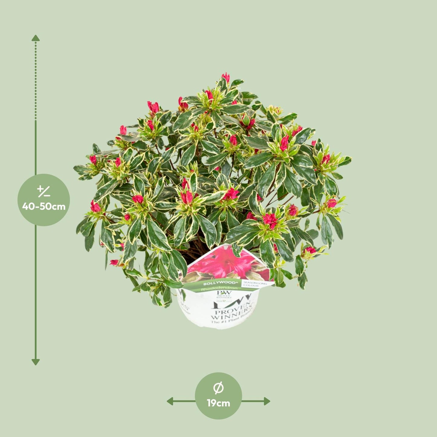 Rhododendron 'Bollywood' – Farbprächtige Azalee Ø19cm