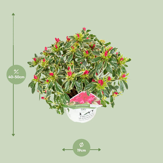 Rhododendron 'Bollywood' – Farbprächtige Azalee Ø19cm