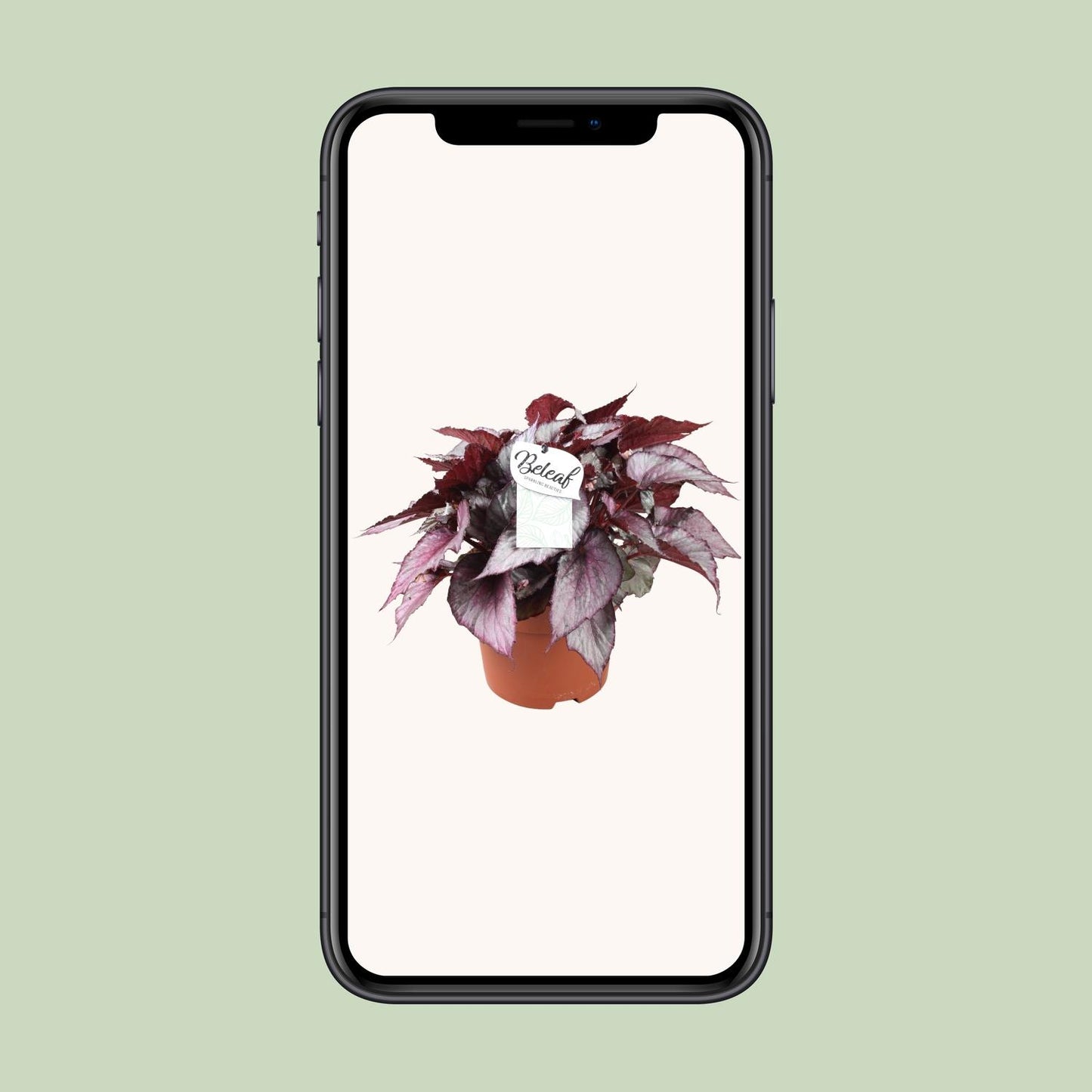 Begonia Beleaf Maori Haze – Exotische Zimmerpflanze Ø17cm