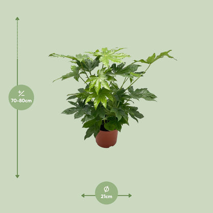 Fatsia japonica – Pflegeleichte Zimmerpflanze Ø21cm