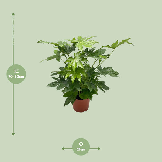 Fatsia japonica – Pflegeleichte Zimmerpflanze Ø21cm