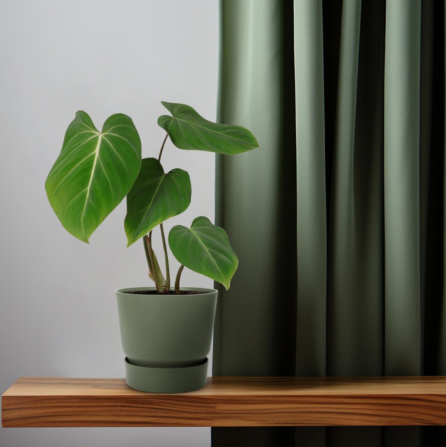 Philodendron Gloriosum – Pflegeleichte Zimmerpflanze Ø12cm