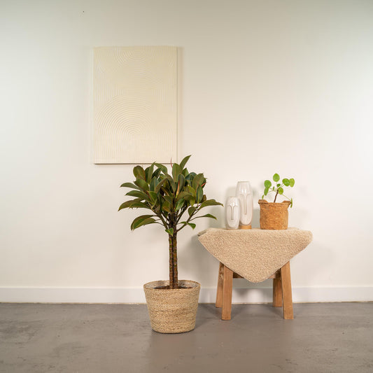 Ficus elastica Melany mit Korb – 90 cm, Ø 21 cm