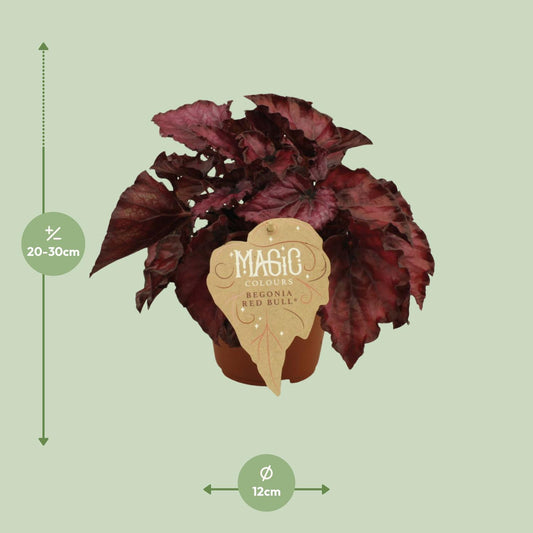 Begonia Rex Redbull – Farbenfrohe Zimmerpflanze Ø12 cm