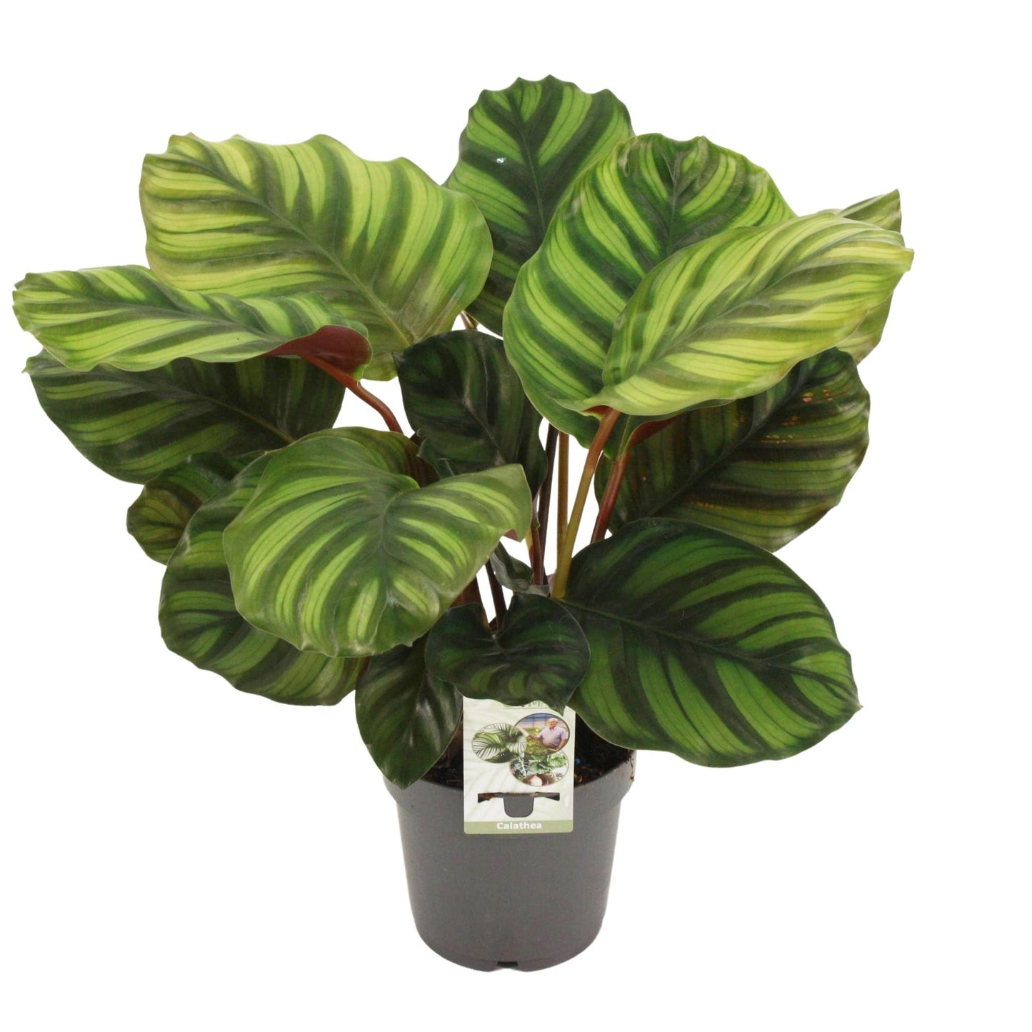 Calathea Fasciata – Pflegeleichte Trendpflanze Ø14cm