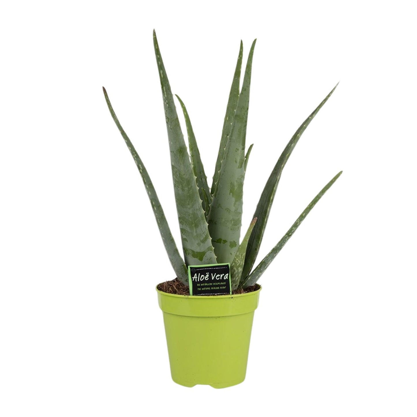 Aloe Vera - Pflegeleichte und elegante Zimmerpflanze Ø15cm