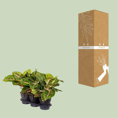 Aglaonema Spring Red – Pflegeleichte Zimmerpflanze Ø19cm