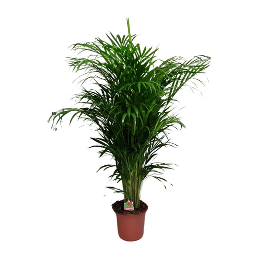 Dypsis Lutescens – Elegante Zimmerpalme Ø24cm, 125cm hoch